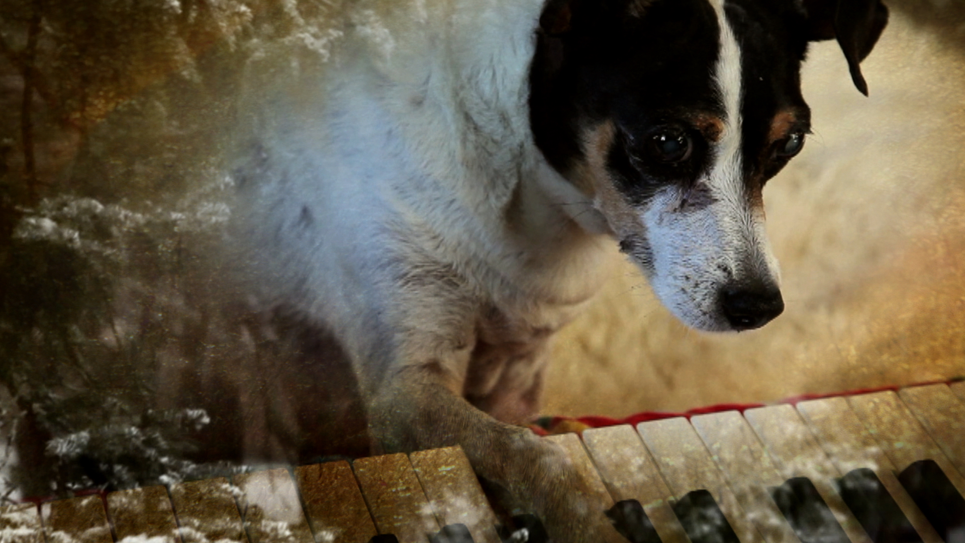 Heart Of A Dog